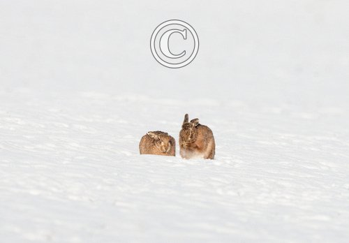 Hares in the Snow 2 DM0246